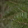 Abies veitchii, leaves