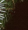 Abies veitchii, leaves