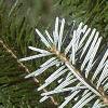 Abies veitchii, leaves
