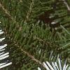 Abies veitchii, leaves