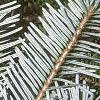 Abies veitchii, leaves