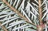 Abies veitchii, leaves