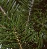 Abies veitchii, leaves