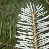 Abies veitchii, leaves