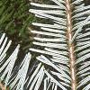 Abies veitchii, leaves