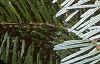 Abies veitchii, leaves