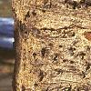 Abies veitchii, bark