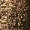 Abies veitchii, bark