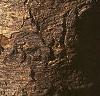 Abies veitchii, bark