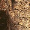 Abies veitchii, bark
