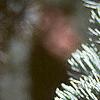 Cedrus atlantica, fruit