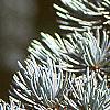 Cedrus atlantica, fruit