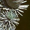 Cedrus atlantica, fruit