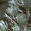 Cedrus atlantica, fruit