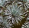 Cedrus atlantica, fruit