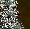 Cedrus atlantica, fruit