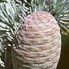 Cedrus atlantica, fruit