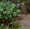 Cedrus atlantica 'Glauca', habit