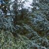 Cedrus atlantica 'Glauca', habit