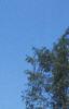 Cedrus atlantica 'Glauca', habit