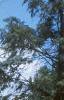 Cedrus atlantica 'Glauca', habit