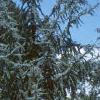 Cedrus atlantica 'Glauca', habit