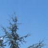 Cedrus atlantica 'Glauca', habit