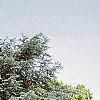 Cedrus atlantica 'Glauca', habit