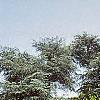 Cedrus atlantica 'Glauca', habit