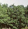 Cedrus atlantica 'Glauca', habit