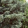 Cedrus atlantica 'Glauca', habit