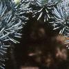 Cedrus atlantica 'Glauca', leaves