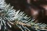 Cedrus atlantica 'Glauca', leaves