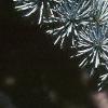 Cedrus atlantica 'Glauca', leaves