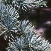 Cedrus atlantica 'Glauca', leaves