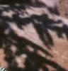 Cedrus atlantica 'Glauca', leaves