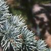 Cedrus atlantica 'Glauca', leaves