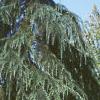 Cedrus deodara, habit