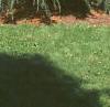 Cedrus deodara, habit
