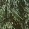 Cedrus deodara, habit