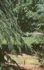 Cedrus deodara, habit