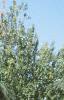 Cedrus deodara, habit