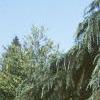 Cedrus deodara, habit