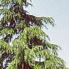 Cedrus deodara, habit