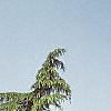Cedrus deodara, habit