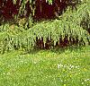 Cedrus deodara, habit