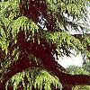 Cedrus deodara, habit