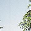 Cedrus deodara, habit