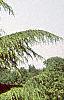 Cedrus deodara, habit