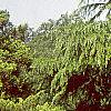 Cedrus deodara, habit